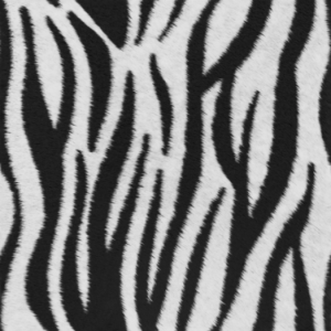 Zebra Print