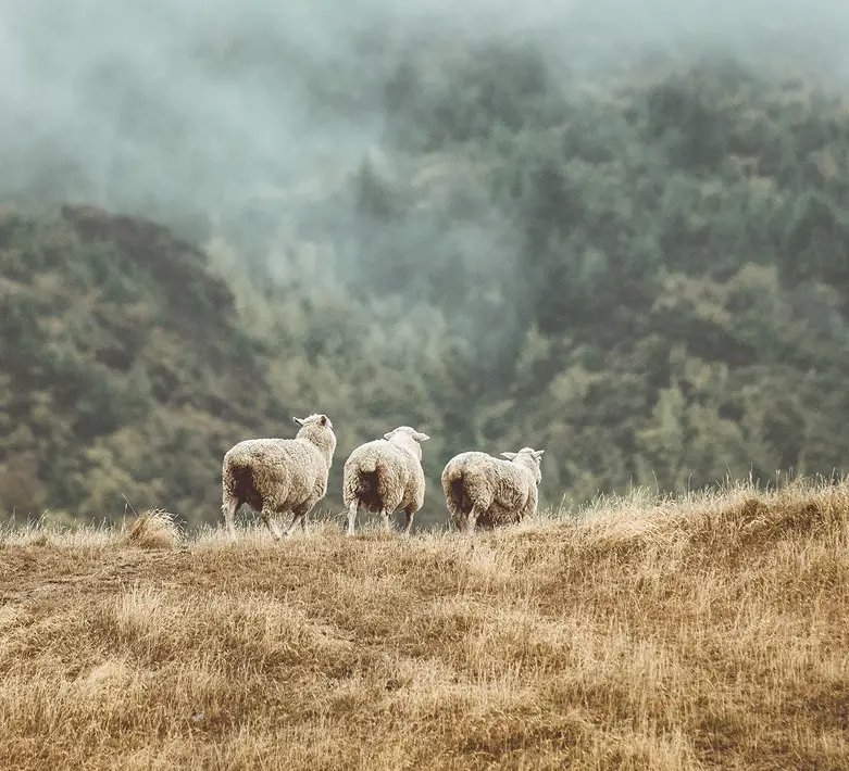 The History and Traditional Roots of Wool Scarves